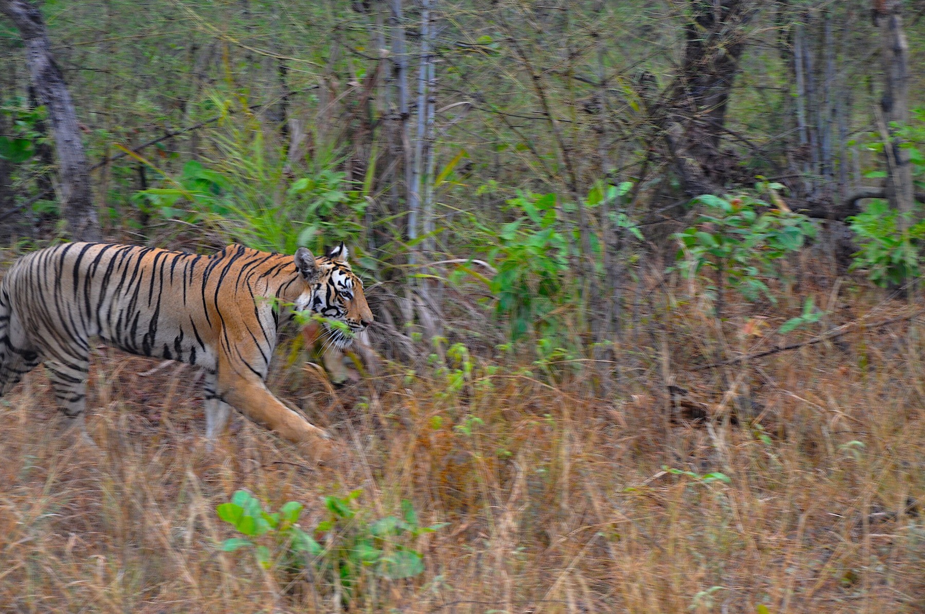 Birdlife around Tadoba