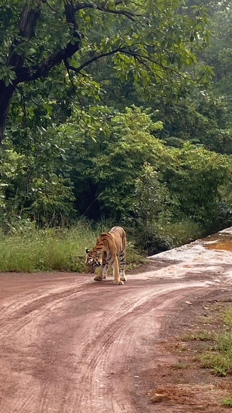 A Bengal tiger walking along a forest road inside Tadoba-Andhari Tiger Reserve