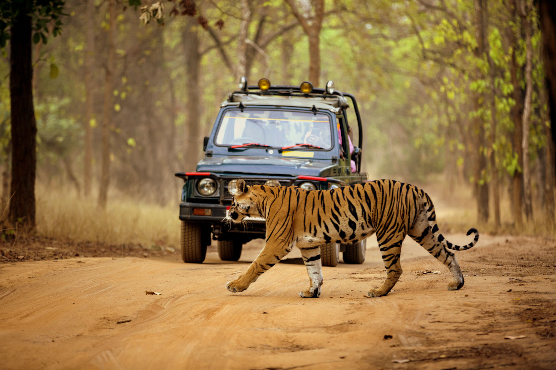 Jungle safari gypsy ride at Tadoba Andhari Tiger Reserve